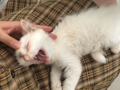 -平行世界·猫咖(首经贸店)