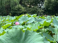 -陈家山荷花公园