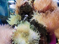 -太平洋海底世界