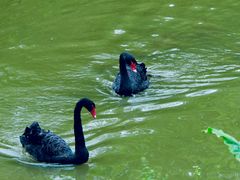 -泉州海丝野生动物世界