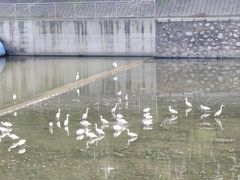 -白鹭湾湿地公园