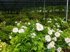 -洛阳市隋唐城遗址植物园