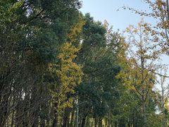 -昆山城市生态森林公园