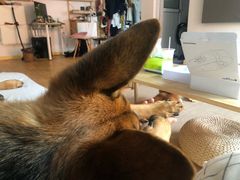 -翊宠yipet猫狗购宠庄园犬舍•猫舍