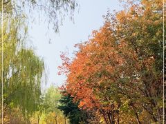 -大兴滨河森林公园