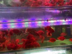 -双季花艺园艺市场(浦东店)