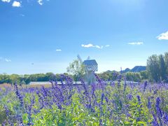 -北京东方普罗旺斯薰衣草庄园