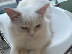-怪兽屋·羊驼·猫咖·狗咖(俊华广场店)