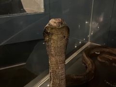 -昆明动物博物馆