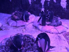 -暹罗海洋世界