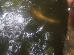 -绿光森林餐厅