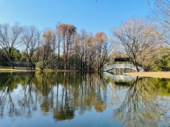 -上海共青森林公园