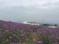 -紫颐香薰山谷景区