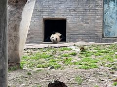 -都江堰中华大熊猫苑