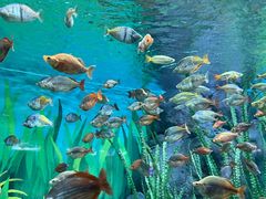 -上海海洋水族馆