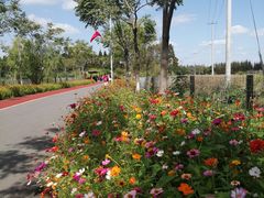 -上海长兴岛郊野公园