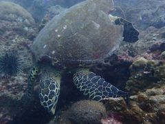-班拉雅潜水度假村