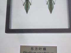 -上海昆虫博物馆