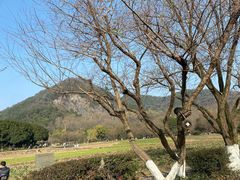 -八卦田遗址公园