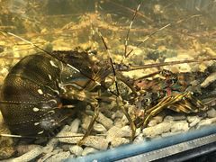 -盒马鲜生(曜一城店)