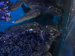 -烟台海昌鲸鲨海洋公园