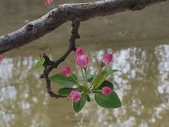 -海棠花溪(元大都城垣遗址公园)