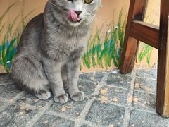 -猫岛主趣味餐厅(鼓浪屿店)