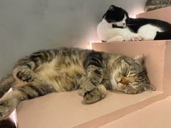 -猫儿山۰猫主题餐厅