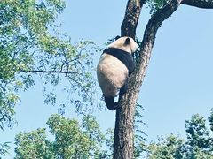 -武汉动物园