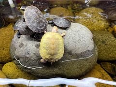 -华声天桥民俗文化园