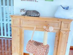 -Catmate·猫肥家润(金润铂宫店)