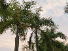 -番禺大夫山森林公园
