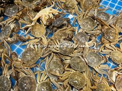 -半岛听涛蒸汽海鲜自助(K11店)