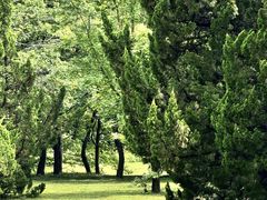 -上海共青森林公园