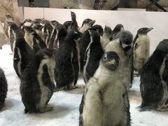 -大连圣亚海洋世界