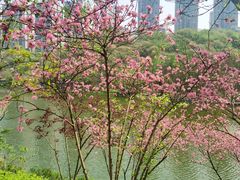 -重庆彩云湖湿地公园