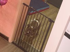 门面-百好乐宠物友好餐厅(朝外大街店)