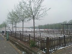 4月5号的花儿-月河湾马术俱乐部(朝阳店)