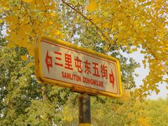 -三里屯东五街银杏大道