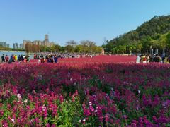 -顺峰山公园
