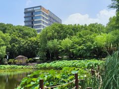 -陈家山荷花公园