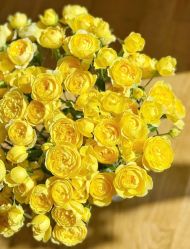 -薇薇安花系SPA