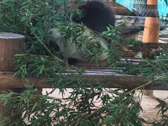 -西霞口神雕山野生动物世界