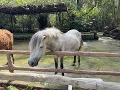 -海南热带野生动植物园