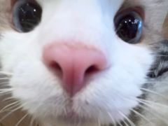 -飞行喵MR PILOT|猫舍·猫咖(静安大融城店)