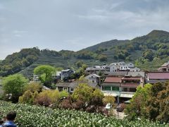 -龙井村