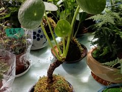 -花鸟鱼虫鲜花绿植市场(玉泉路店)