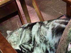 -咖法森林·咖啡  酒吧(天河店)