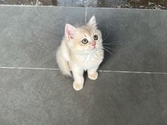 -伟伟宠物医院·瑞派猫友好医院·猫科(光谷店)