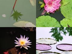 -国家植物园南园